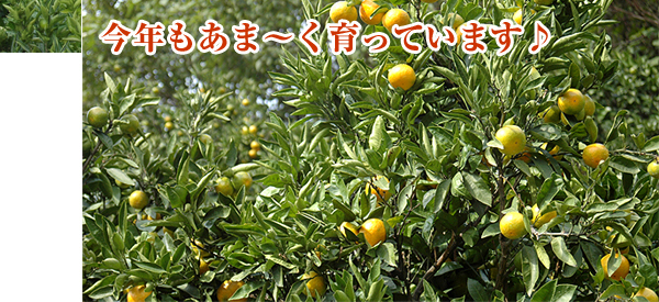 �L��ȉʎ����ŁA�傫���Â�����Ă��܂��B